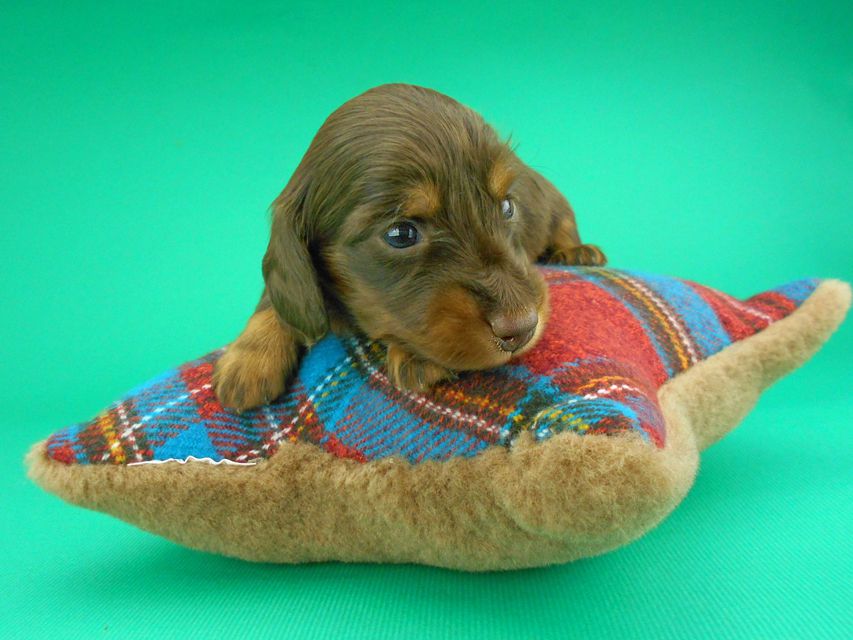 カニンヘンダックスフンド ナンシーcs & ナイトの子犬 チョコタン 男の子