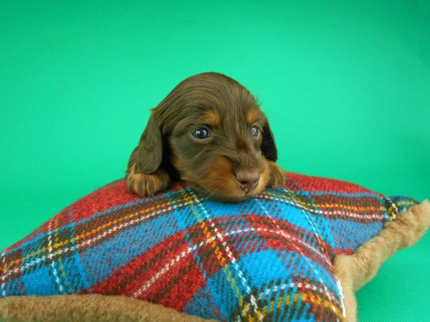 カニンヘンダックスフンド ナンシーcs & ナイトの子犬 チョコタン 男の子