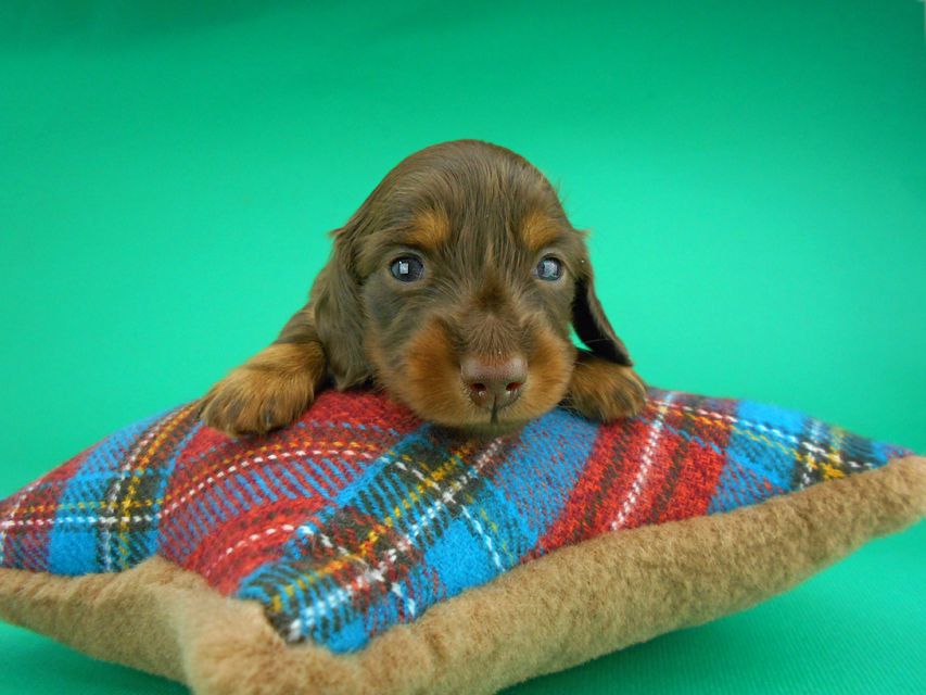 カニンヘンダックスフンド ナンシーcs & ナイトの子犬 チョコタン 男の子