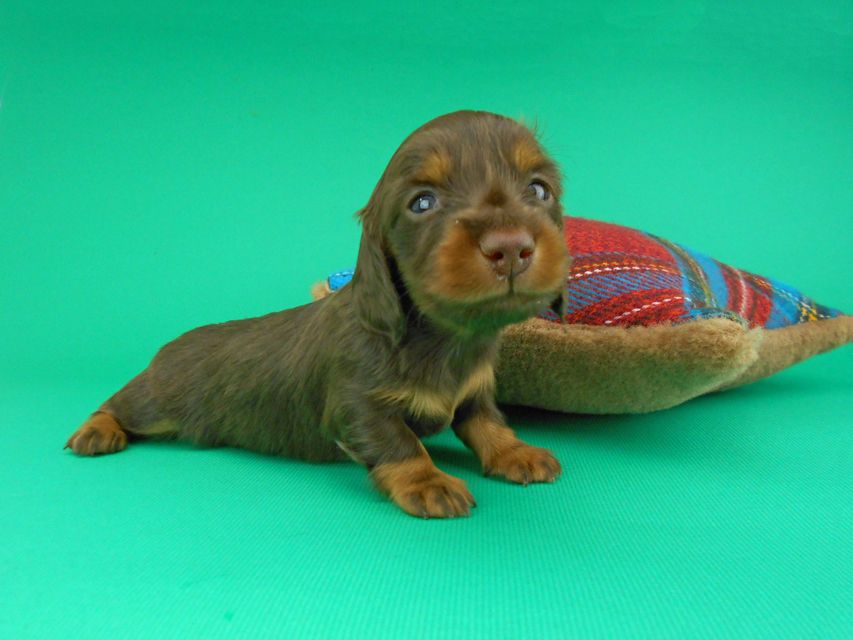 カニンヘンダックスフンド ナンシーcs & ナイトの子犬 チョコタン 男の子