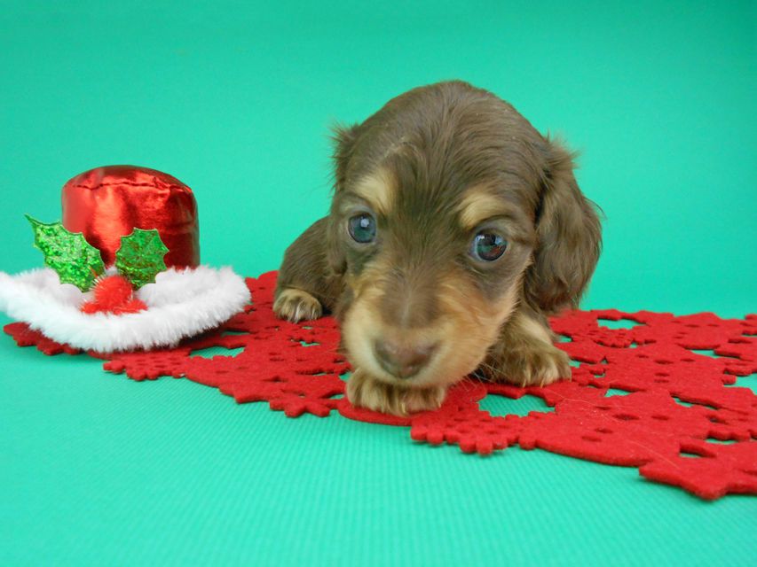 カニンヘンダックスフンド ピノ & スルガの子犬 チョコイエロー（チョコクリーム） 男の子（1）