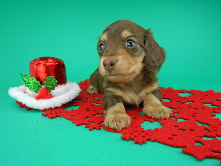 カニンヘンダックスフンド ピノ & スルガの子犬 チョコイエロー（チョコクリーム） 男の子（1）