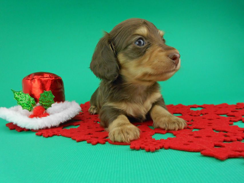 カニンヘンダックスフンド ピノ & スルガの子犬 チョコイエロー（チョコクリーム） 男の子（1）