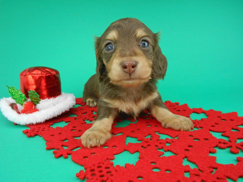 カニンヘンダックスフンド ピノ & スルガの子犬 チョコイエロー（チョコクリーム） 男の子（1）
