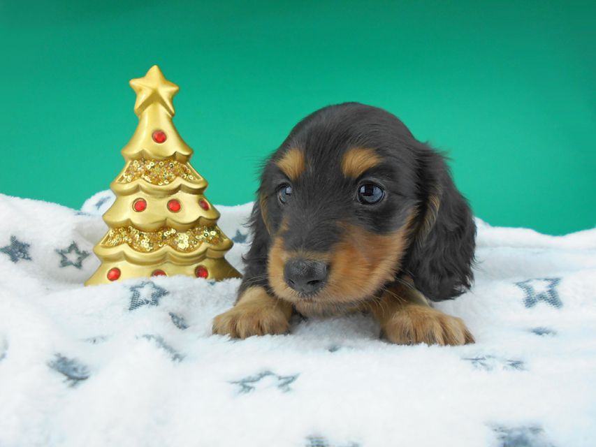 カニンヘンダックスフンド ココcs & 朝日の子犬 ブラックタン 男の子