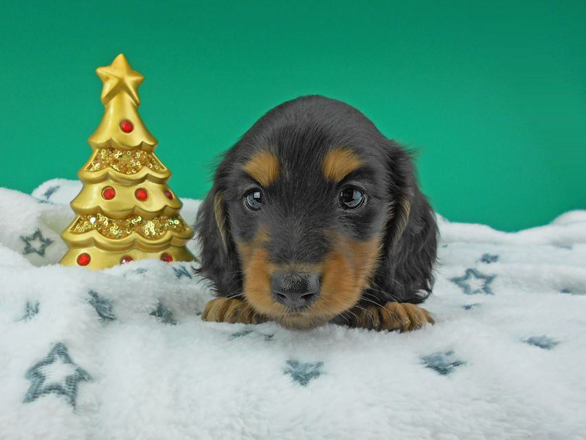 カニンヘンダックスフンド ココcs & 朝日の子犬 ブラックタン 男の子