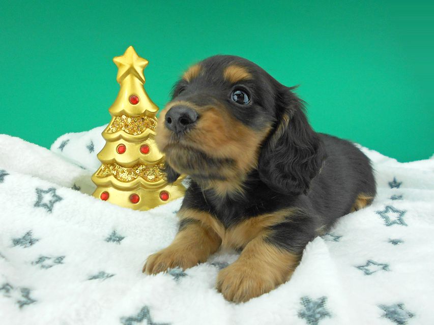 カニンヘンダックスフンド ココcs & 朝日の子犬 ブラックタン 男の子