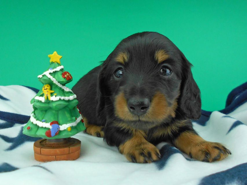 カニンヘンダックスフンド ナンシーcs & ナイトの子犬 ブラックタン 男の子（2）