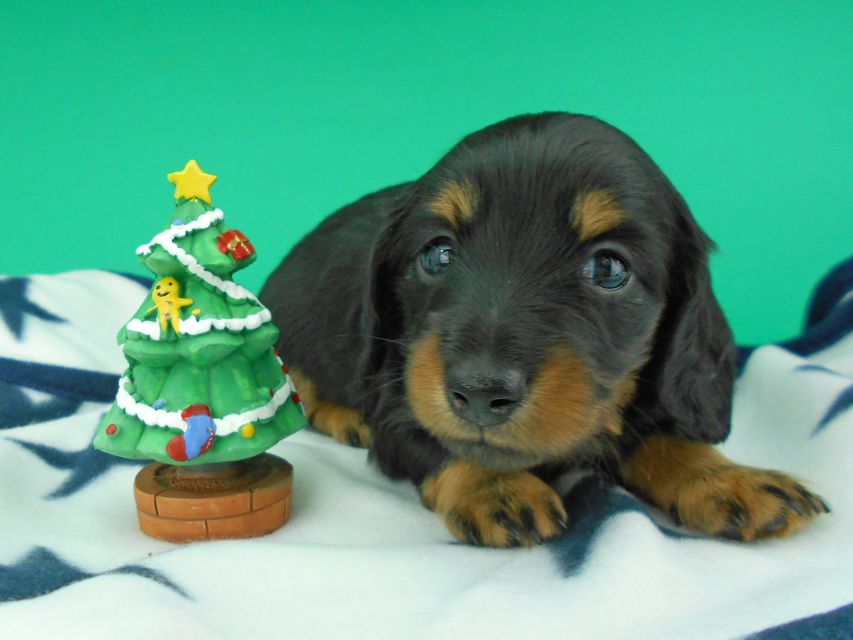 カニンヘンダックスフンド ナンシーcs & ナイトの子犬 ブラックタン 男の子（2）