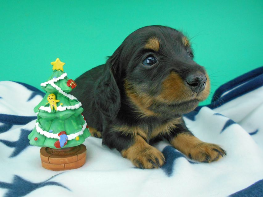 カニンヘンダックスフンド ナンシーcs & ナイトの子犬 ブラックタン 男の子（2）