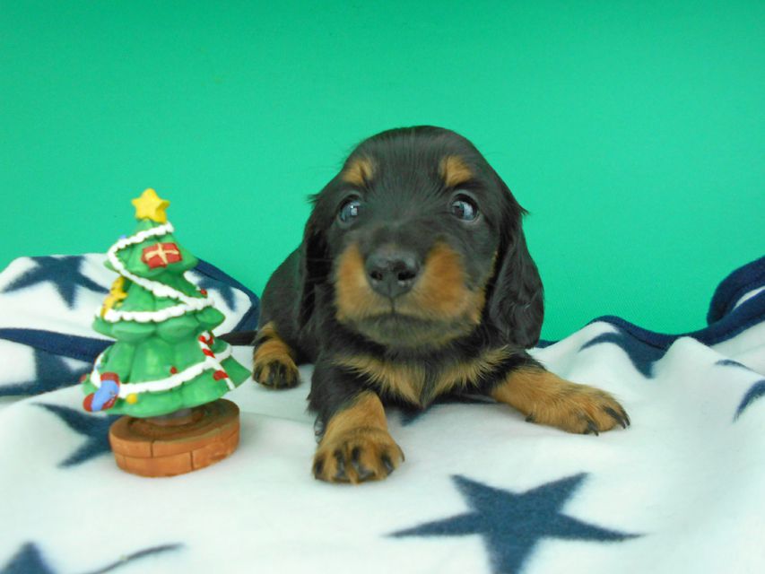 カニンヘンダックスフンド ナンシーcs & ナイトの子犬 ブラックタン 男の子（2）