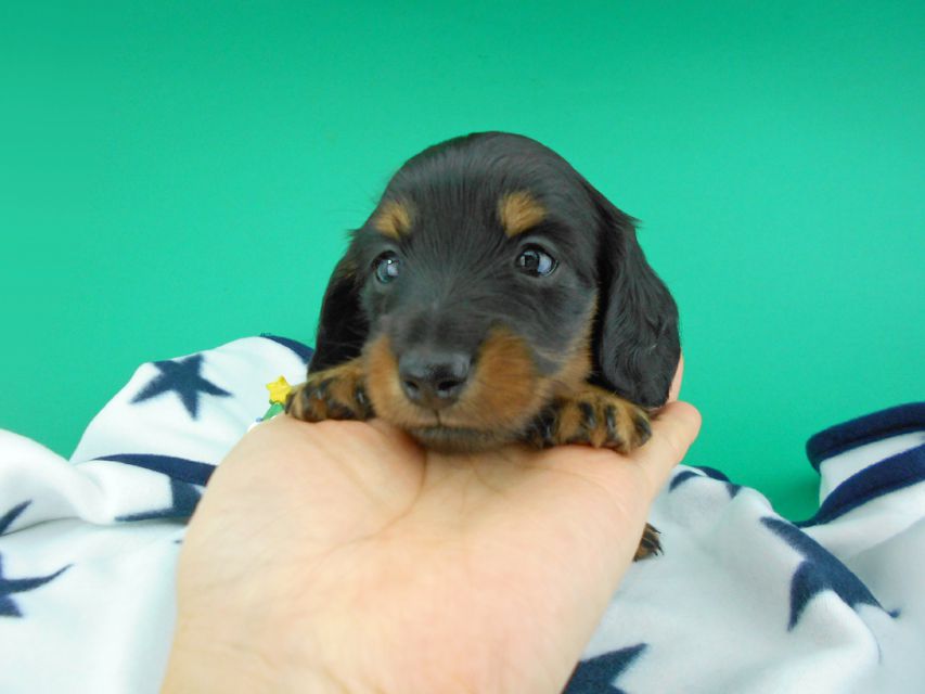 カニンヘンダックスフンド ナンシーcs & ナイトの子犬 ブラックタン 男の子（2）