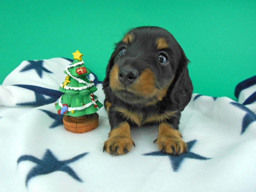 カニンヘンダックスフンド ナンシーcs & ナイトの子犬 ブラックタン 男の子（2）