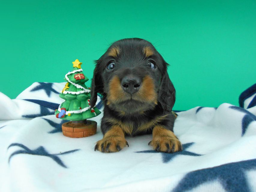 カニンヘンダックスフンド ナンシーcs & ナイトの子犬 ブラックタン 男の子（2）