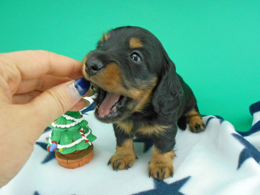 カニンヘンダックスフンド ナンシーcs & ナイトの子犬 ブラックタン 男の子（2）