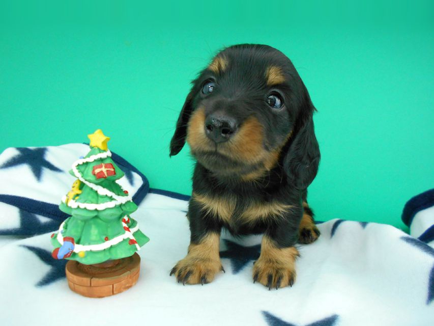 カニンヘンダックスフンド ナンシーcs & ナイトの子犬 ブラックタン 男の子（2）