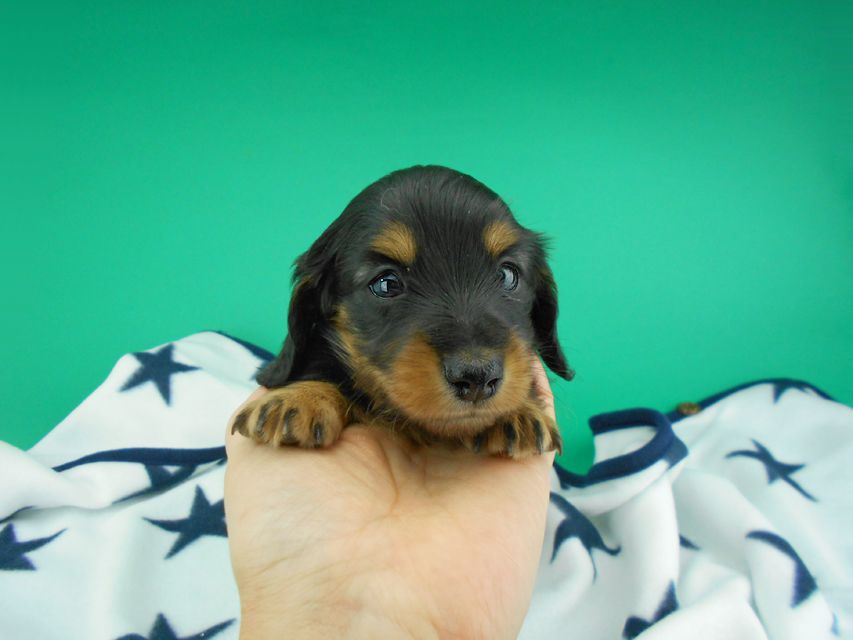 カニンヘンダックスフンド ナンシーcs & ナイトの子犬 ブラックタン 男の子（3）