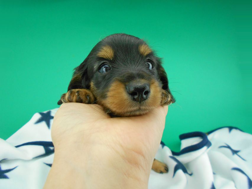 カニンヘンダックスフンド ナンシーcs & ナイトの子犬 ブラックタン 男の子（3）