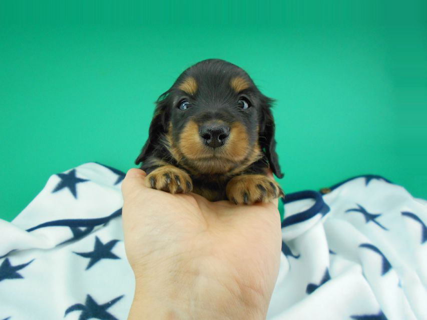 カニンヘンダックスフンド ナンシーcs & ナイトの子犬 ブラックタン 男の子（3）