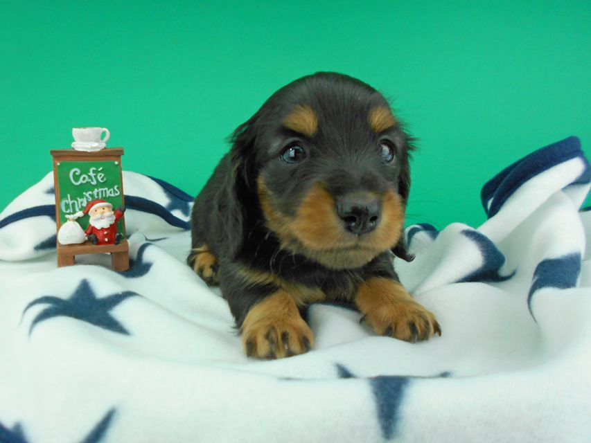 カニンヘンダックスフンド ナンシーcs & ナイトの子犬 ブラックタン 男の子（3）