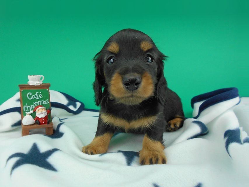 カニンヘンダックスフンド ナンシーcs & ナイトの子犬 ブラックタン 男の子（3）