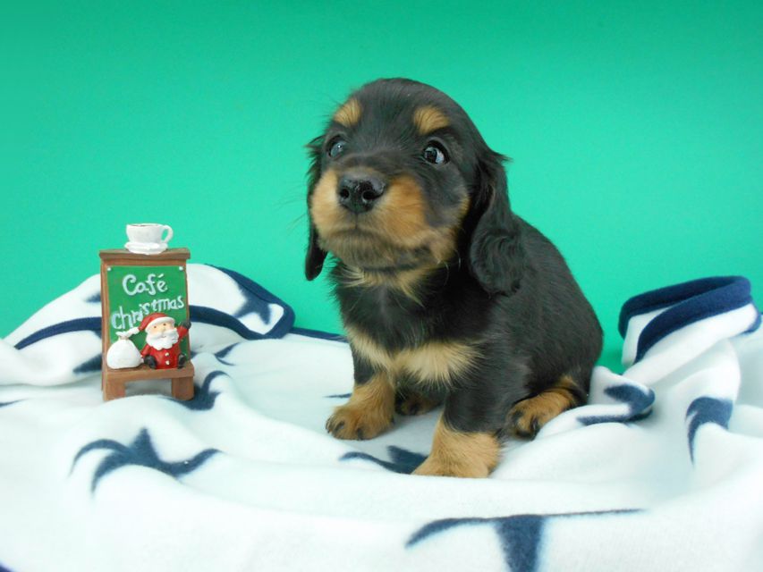 カニンヘンダックスフンド ナンシーcs & ナイトの子犬 ブラックタン 男の子（3）