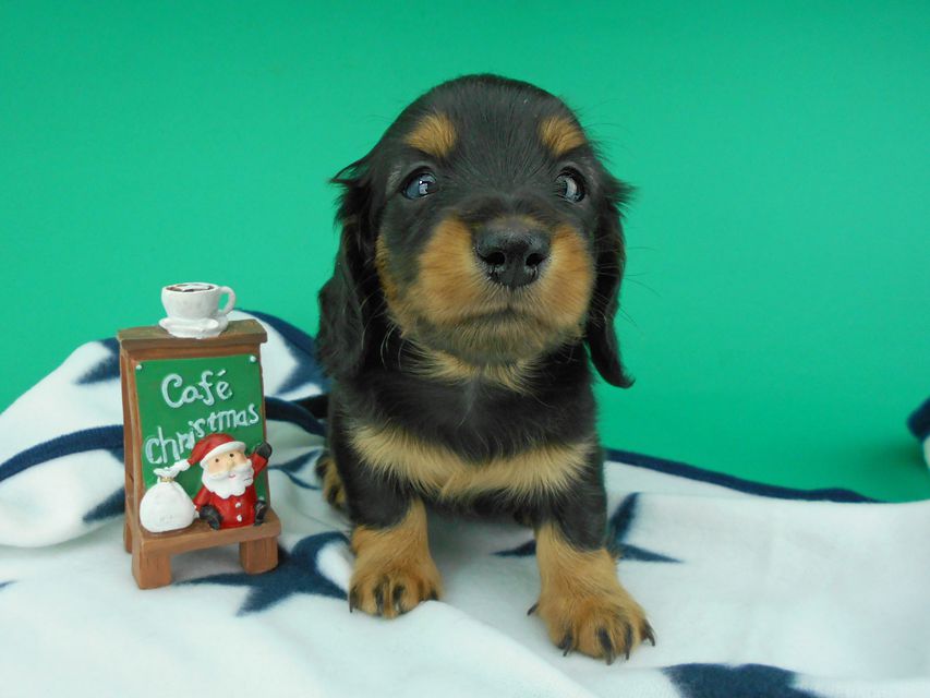カニンヘンダックスフンド ナンシーcs & ナイトの子犬 ブラックタン 男の子（3）