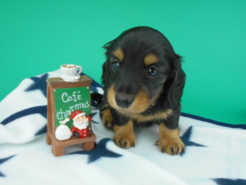 カニンヘンダックスフンド ナンシーcs & ナイトの子犬 ブラックタン 男の子（3）