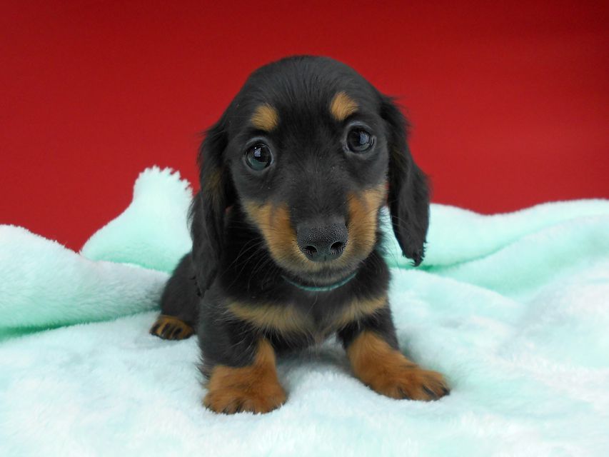 カニンヘンダックスフンド ふたば & ブルースの子犬 ブラックタン 男の子（1）