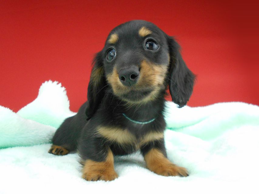 カニンヘンダックスフンド ふたば & ブルースの子犬 ブラックタン 男の子（1）