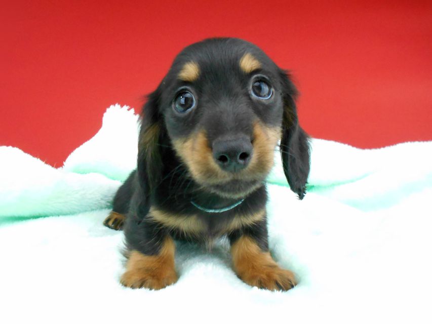 カニンヘンダックスフンド ふたば & ブルースの子犬 ブラックタン 男の子（1）