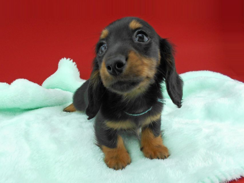 カニンヘンダックスフンド ふたば & ブルースの子犬 ブラックタン 男の子（1）