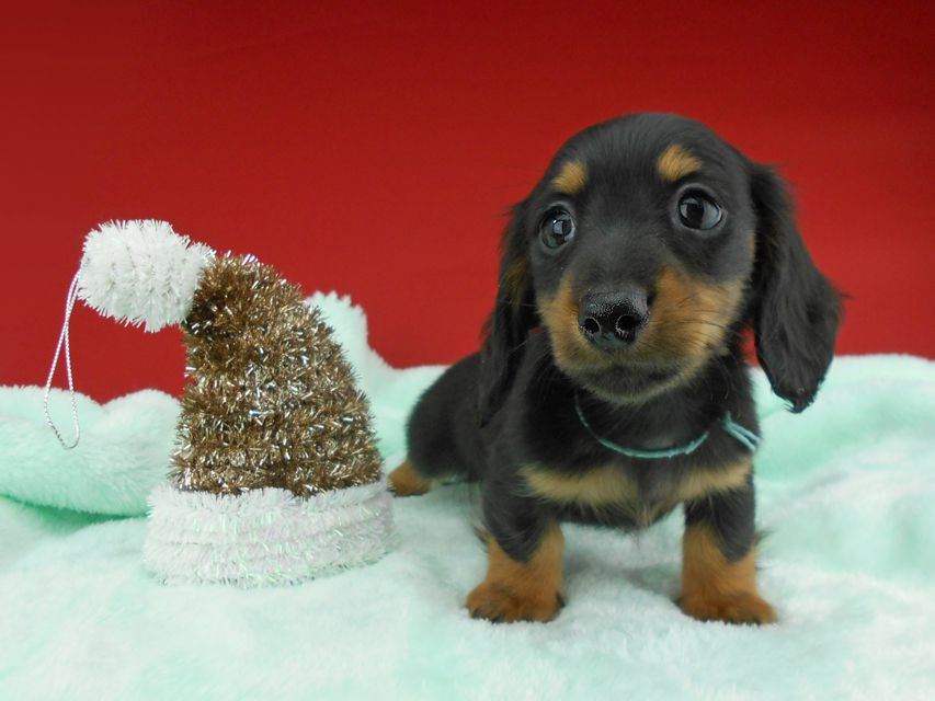 カニンヘンダックスフンド ふたば & ブルースの子犬 ブラックタン 男の子（1）