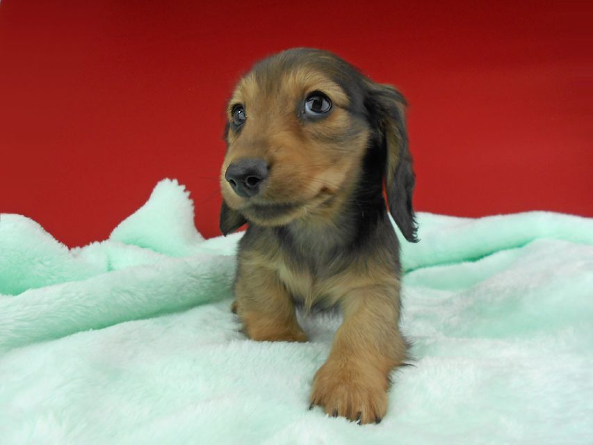 カニンヘンダックスフンド ふたば & ブルースの子犬 イエロー（クリーム） 男の子