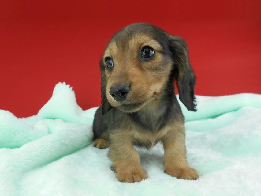 カニンヘンダックスフンド ふたば & ブルースの子犬 イエロー（クリーム） 男の子