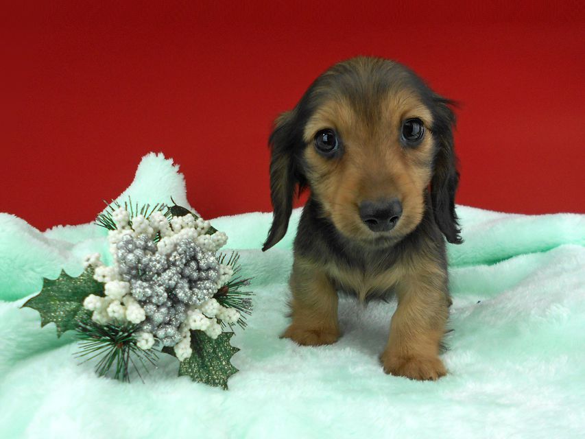 カニンヘンダックスフンド ふたば & ブルースの子犬 イエロー（クリーム） 男の子