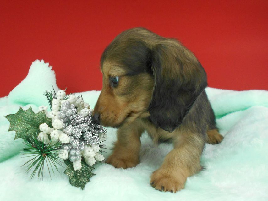 カニンヘンダックスフンド ふたば & ブルースの子犬 イエロー（クリーム） 男の子