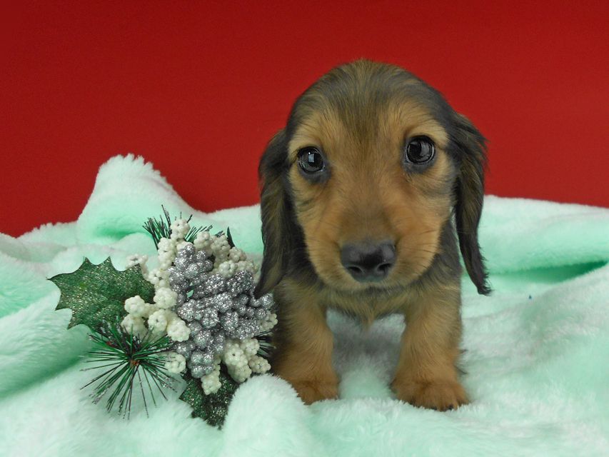 カニンヘンダックスフンド ふたば & ブルースの子犬 イエロー（クリーム） 男の子