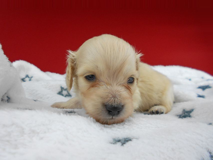 カニンヘンダックスフンド ププリン & クッキーの子犬 ペールイエロー（ピュアクリーム） 男の子