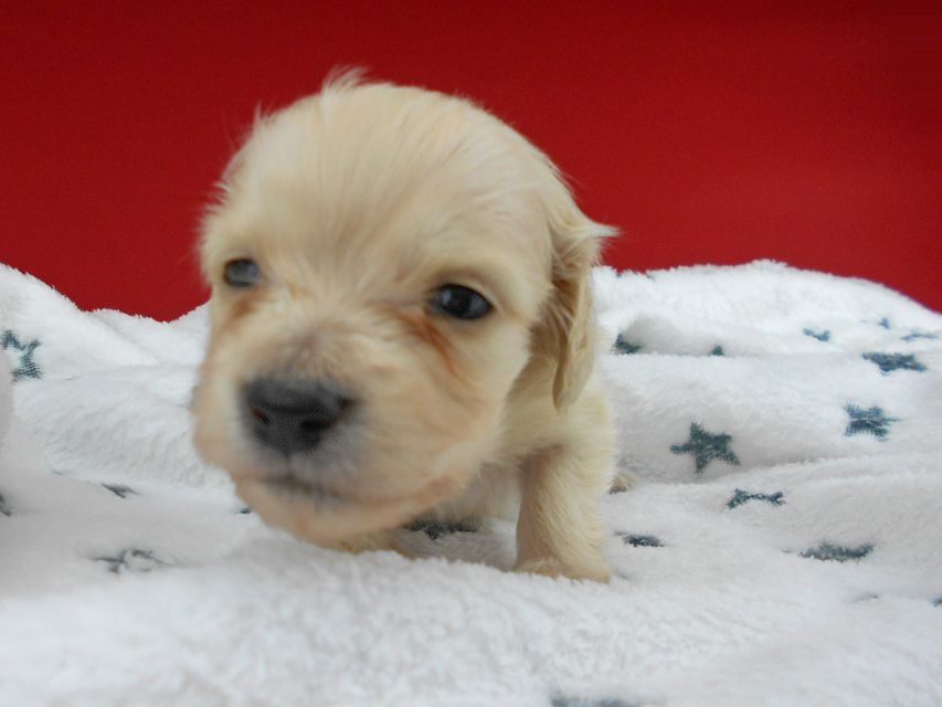 カニンヘンダックスフンド ププリン & クッキーの子犬 ペールイエロー（ピュアクリーム） 男の子