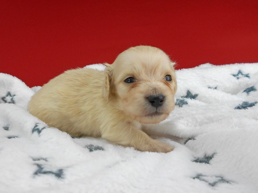 カニンヘンダックスフンド ププリン & クッキーの子犬 ペールイエロー（ピュアクリーム） 男の子