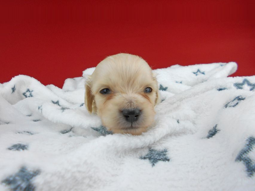 カニンヘンダックスフンド ププリン & クッキーの子犬 ペールイエロー（ピュアクリーム） 男の子