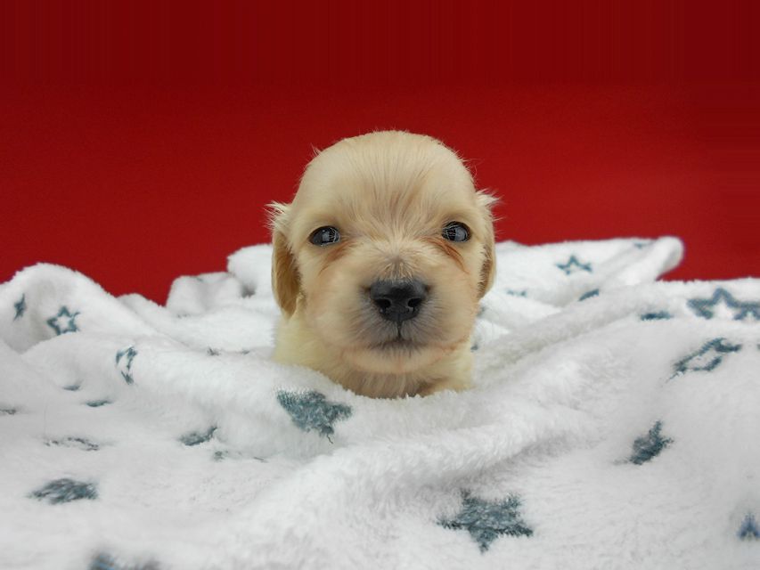 カニンヘンダックスフンド ププリン & クッキーの子犬 ペールイエロー（ピュアクリーム） 男の子