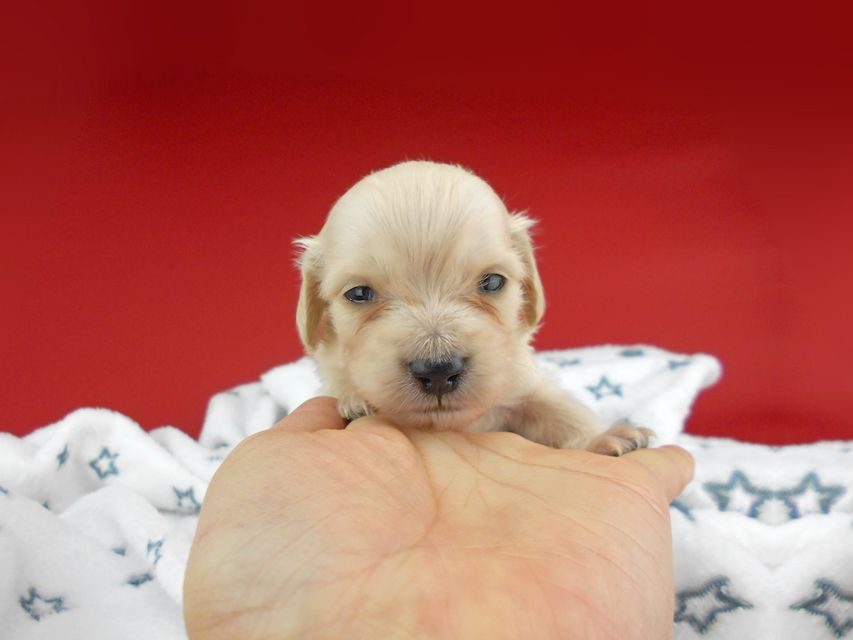 カニンヘンダックスフンド ププリン & クッキーの子犬 ペールイエロー（ピュアクリーム） 男の子