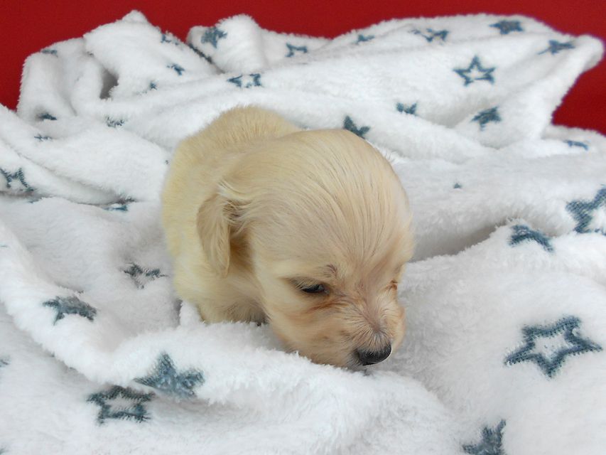 カニンヘンダックスフンド ププリン & クッキーの子犬 ペールイエロー（ピュアクリーム） 男の子