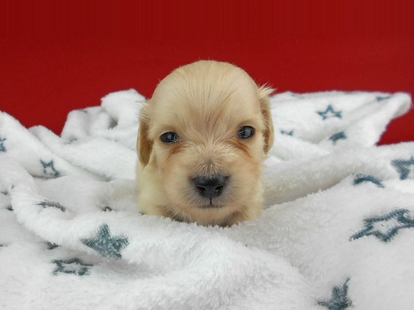 カニンヘンダックスフンド ププリン & クッキーの子犬 ペールイエロー（ピュアクリーム） 男の子