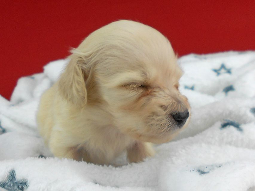 カニンヘンダックスフンド ププリン & クッキーの子犬 ペールイエロー（ピュアクリーム） 男の子