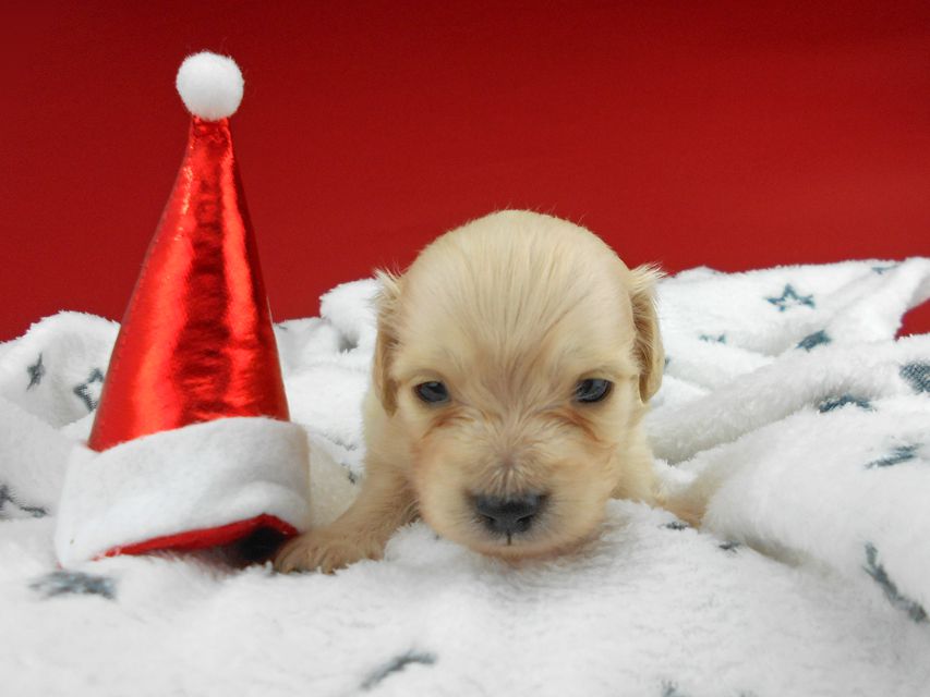 カニンヘンダックスフンド ププリン & クッキーの子犬 ペールイエロー（ピュアクリーム） 男の子