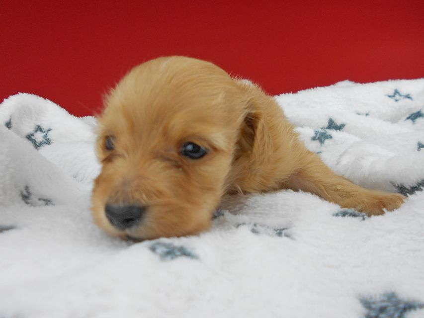 カニンヘンダックスフンド ププリン & クッキーの子犬 クリアレッド 男の子 お写真初登場