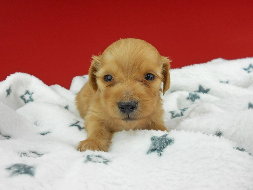 カニンヘンダックスフンド ププリン & クッキーの子犬 クリアレッド 男の子 お写真初登場